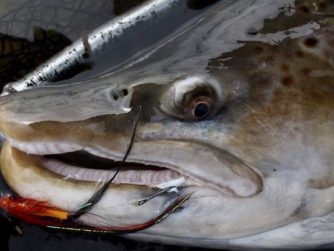 Giant Sea Run Brown Trout