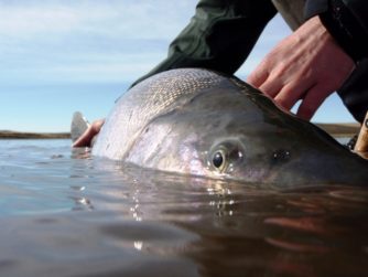 Biggest Sea-Run Brown trouts in the world | Rio Grande | Argentina