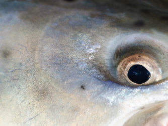 Sea-Run Brown Trout | Rio Grande Fly fishing in Argentina