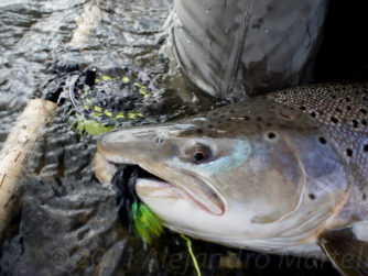 Release - Rio Grande Fly fishing in Argentina