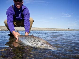 Sea-Run Brown Trout - Release