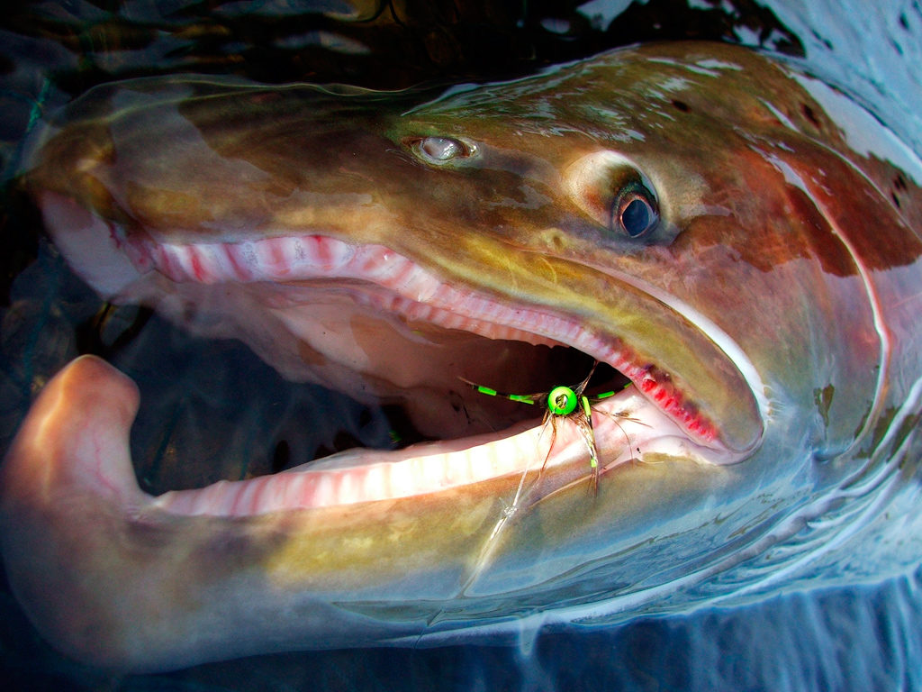 World-class sea trout fishing in Tierra del Fuego