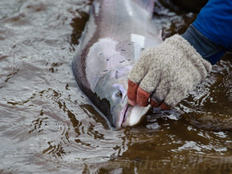 Sea-Run Brown Trout Release | Rio Grande Fly fishing in Argentina