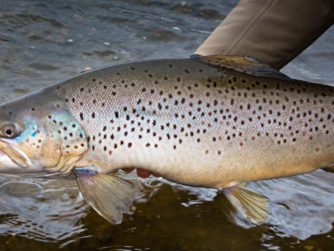 Sea-Run Brown Trout - Villa Maria Lodge