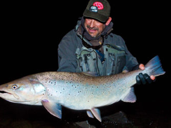 Giant Sea Run Brwon Trout