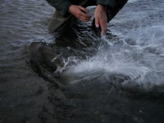 Release - Tierra del Fuego, Argentina