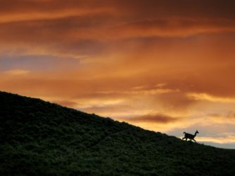 Guanaco - Tierra del Fuego