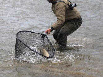 Fly Fishing the Rio Grande